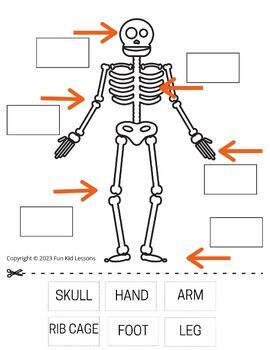 Skeletal System for Preschoolers by Fun Kid Lessons | TPT