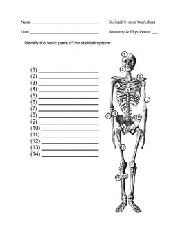Skeletal Worksheet by Colin Beers | Teachers Pay Teachers