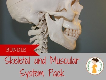 Preview of Skeletal System and Muscular System Notes and Lab Activity Bundle