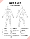 Skeletal and Muscular Coloring Diagrams