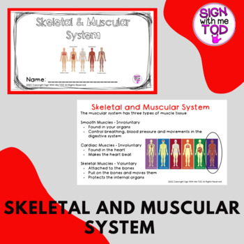 Preview of Skeletal and Muscular System - Human Body Adapted Notes and Review