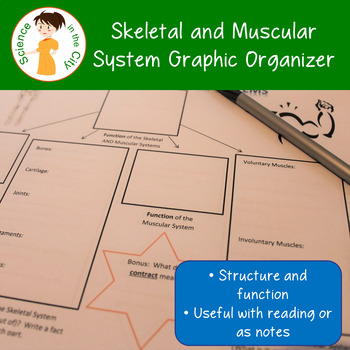 Preview of Skeletal System and Muscular System Graphic Organizer