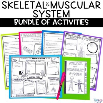 Preview of Skeletal and Muscular System Unit