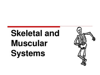 Preview of Skeletal and Muscular Systems Powerpoint