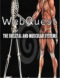 Skeletal and Muscular Systems Webquest