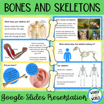 Preview of Skeletal system and human skeleton Google Slides presentation slide show