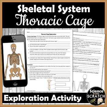 Preview of Skeleton Anatomy Activity - Thoracic Cage (Ribs & Sternum) Exploration