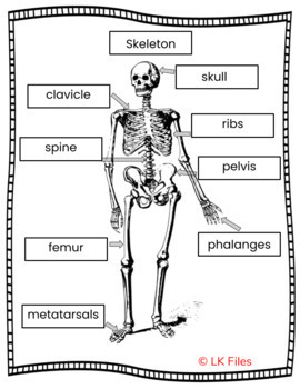 Skeleton - Bones, Bones, Bones - A Name Labeling Activity for Learning ...