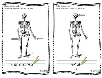 Skeleton - Bones, Bones, Bones - A Name Labeling Activity for Learning