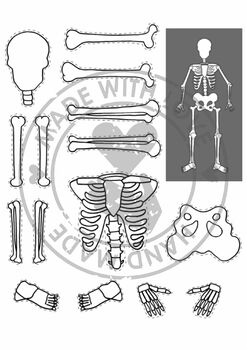 Preview of Skeleton- Bones and Joints- Science activity