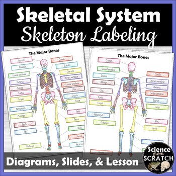 Preview of Skeleton Diagram and Coloring Sheet, PPT Slides, and Quiz | Skeletal System