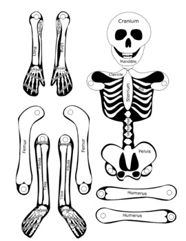 Skeleton Jumping Jack Toy Anatomy Project With Bones Labeled by Print A Toy