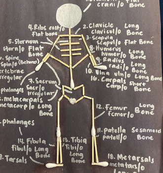 Preview of Q-Tip Skeleton Lab