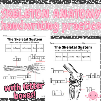 Preview of Skeleton Letter Boxes: A Comprehensive Anatomy Handwriting Packet