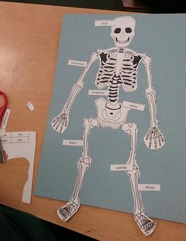 Skeleton Puzzle by Judy M | Teachers Pay Teachers