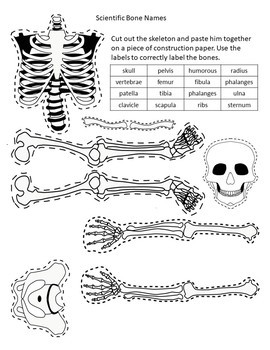 Preview of Skeleton Puzzle