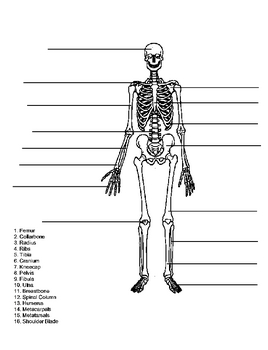 Preview of Skeleton Quiz Test. Name the bones of the skeletal system. Answer key.