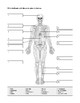 Skeletal System Worksheet by Human Body | Teachers Pay Teachers