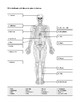 Skeletal System Worksheet by Human Body | Teachers Pay Teachers