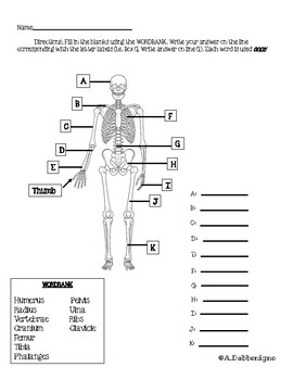 Preview of Skeleton Written Assessment and Study Guide