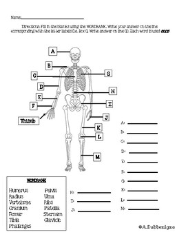 Preview of Skeleton Written Assessment and Study Guide (Higher Level)