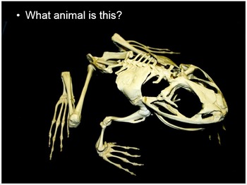 Skeletons, Bones, Name that Animal based on its Skeleton Lesson PowerPoint