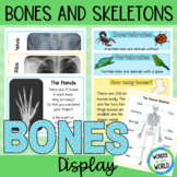 Skeletons Classroom Display Materials (Bones, X-rays, vert
