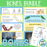 Skeletons and Bones Bundle (slide show PowerPoints and bul