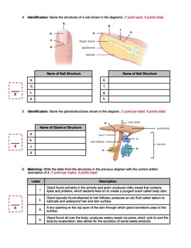 Skin Accessory Structures Anatomy Quiz Including Hair Nails & Skin Glands