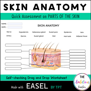 Preview of Skin Anatomy Labeling Activity |Layers of Skin|Self checking Digital Worksheet