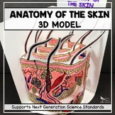 Skin Anatomy Model - 3D