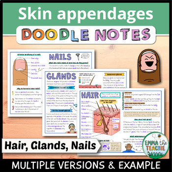 Skin Appendages - Hair Nails and Glands - Integumentary System Doodle Notes