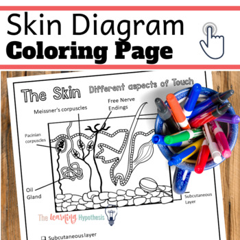Preview of Skin Diagram.  Aspects of Touch. Nervous System Coloring Pages.
