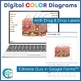 Skin Diagrams and Quiz by Science Island | Teachers Pay Teachers