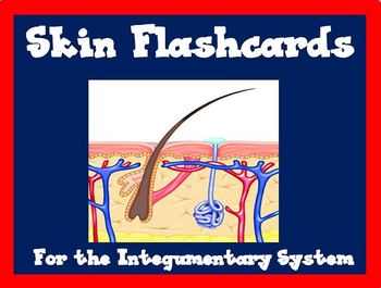 Preview of Skin Flash Cards ~ Integumentary System Flashcards