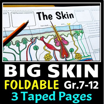 Preview of Skin Foldable - Big Foldable for Interactive Notebooks or Binders