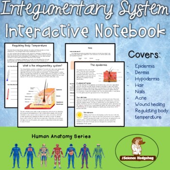 Preview of Skin, Hair, Nails: Integumentary System Notes