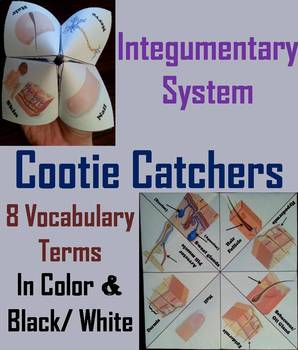 integumentary system body for kids