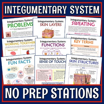 Preview of Skin Integumentary System Activity Stations PDF and GOOGLE Versions
