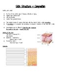 Skin Structure & Composition Guided Notes