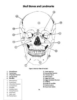 Preview of Skull Bones and Landmarks