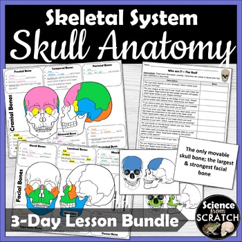 Preview of Skull Anatomy Doodle Notes, PPT Slides and Activities | Cranial & Facial Bones