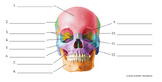 Skull/Facial Bones Label