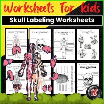 Preview of Skull Labeling Worksheets