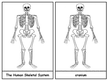 Preview of Skull, Scapula, Patella and Phalanges