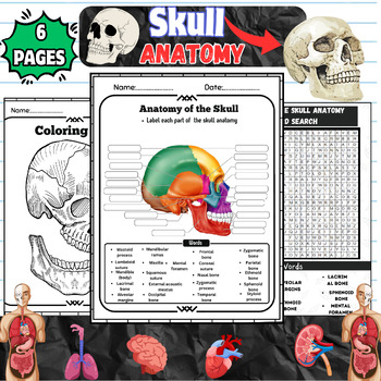 Preview of Skull Symphony: Exploring the Anatomy of the Skull-Labeling -Worksheet-coloring