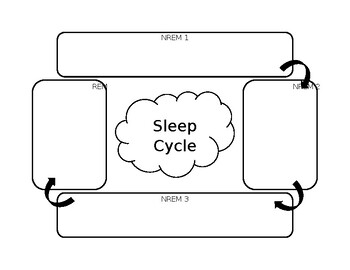 Preview of Sleep Stages/Cycle Worksheet