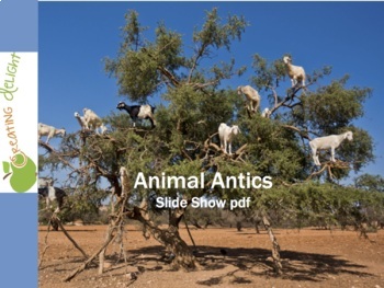 Preview of Animal Antics