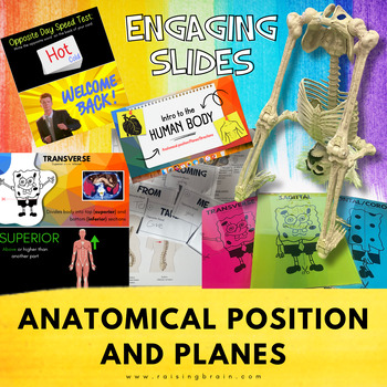 Preview of Slides - Intro to Anatomy and Physiology - Anatomical Position and Body Planes