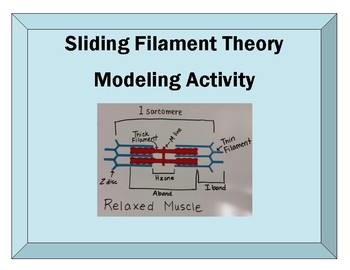 Preview of Sliding Filament Muscle Contraction Modeling Activity